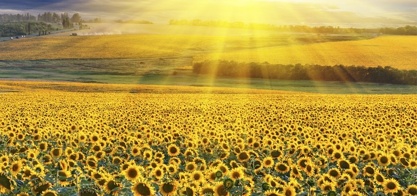 SPIRITUAL AND BIBLICAL MEANING OF SUNFLOWER FLOWER