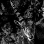 Prayer Of The Miraculous Black Goat For Prosperity And Love