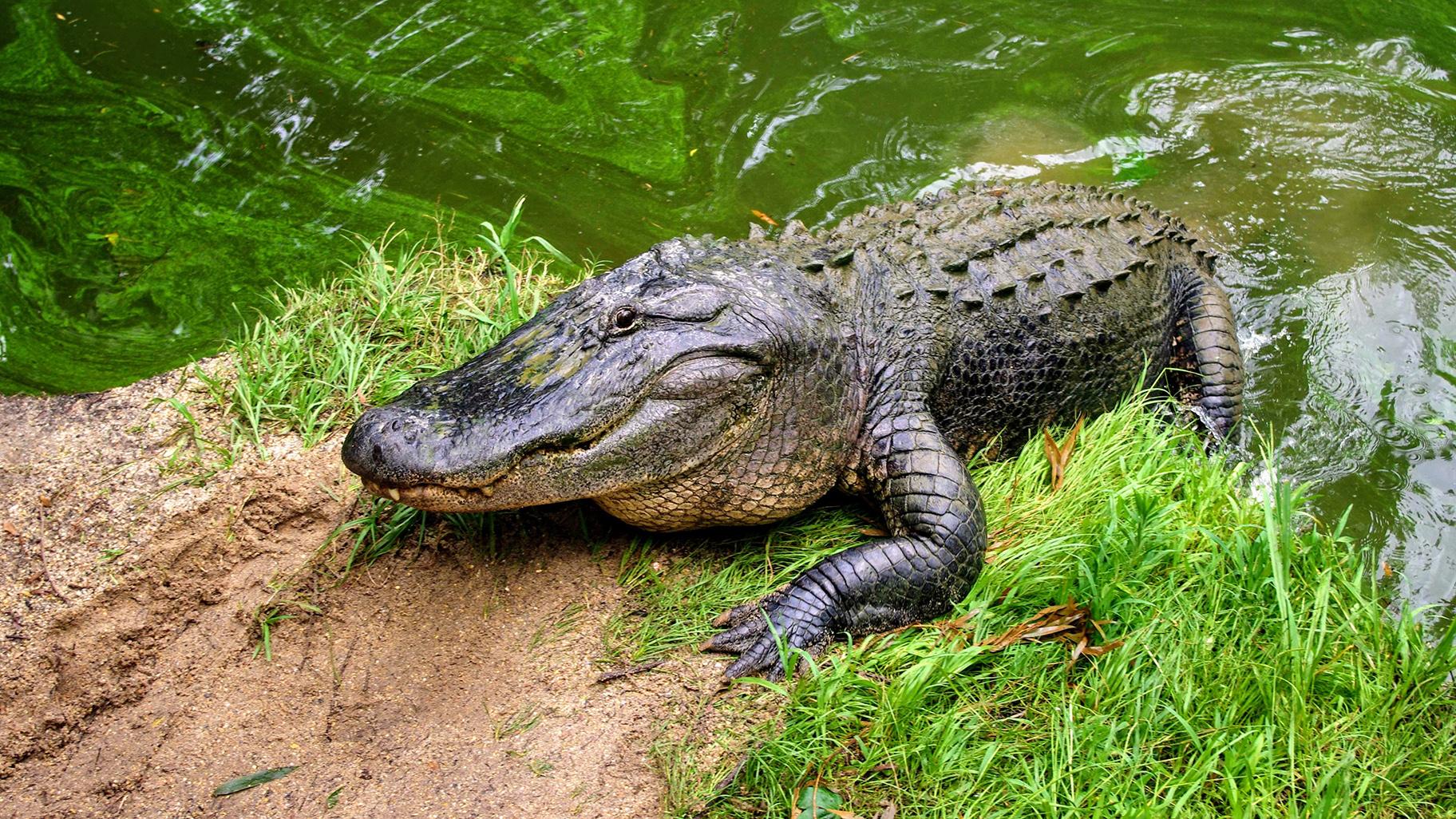 Spiritual Biblical Meaning of an Alligator in a Dream