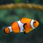 Spiritual Biblical Meaning of Fish in a Dream