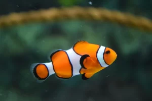 Spiritual Biblical Meaning of Fish in a Dream