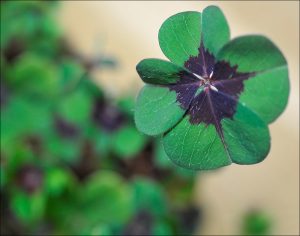 Four Leaf Clover: Why Do We Consider It To Be Lucky?