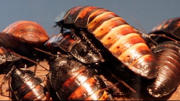 meaning-of-dreaming-about-cockroaches