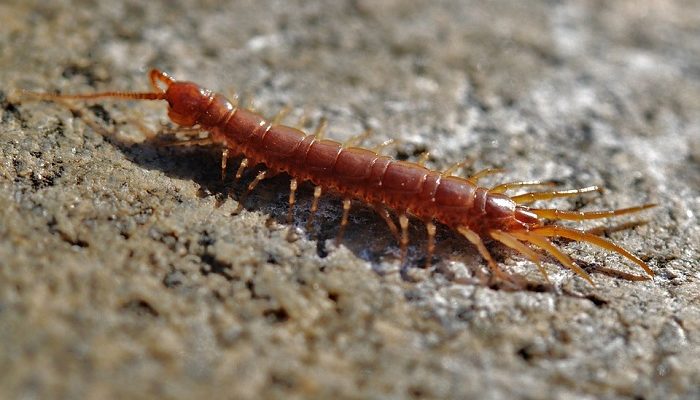 meaning-of-dreaming-about-centipedes