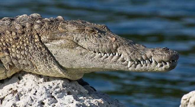 what-does-it-mean-to-dream-of-crocodiles