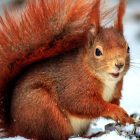 Spiritual Biblical Meaning of Squirrels in a Dream