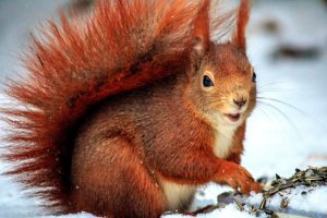 Spiritual Biblical Meaning of Squirrels in a Dream