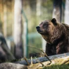 Spiritual Biblical Meaning of Bears in a Dream