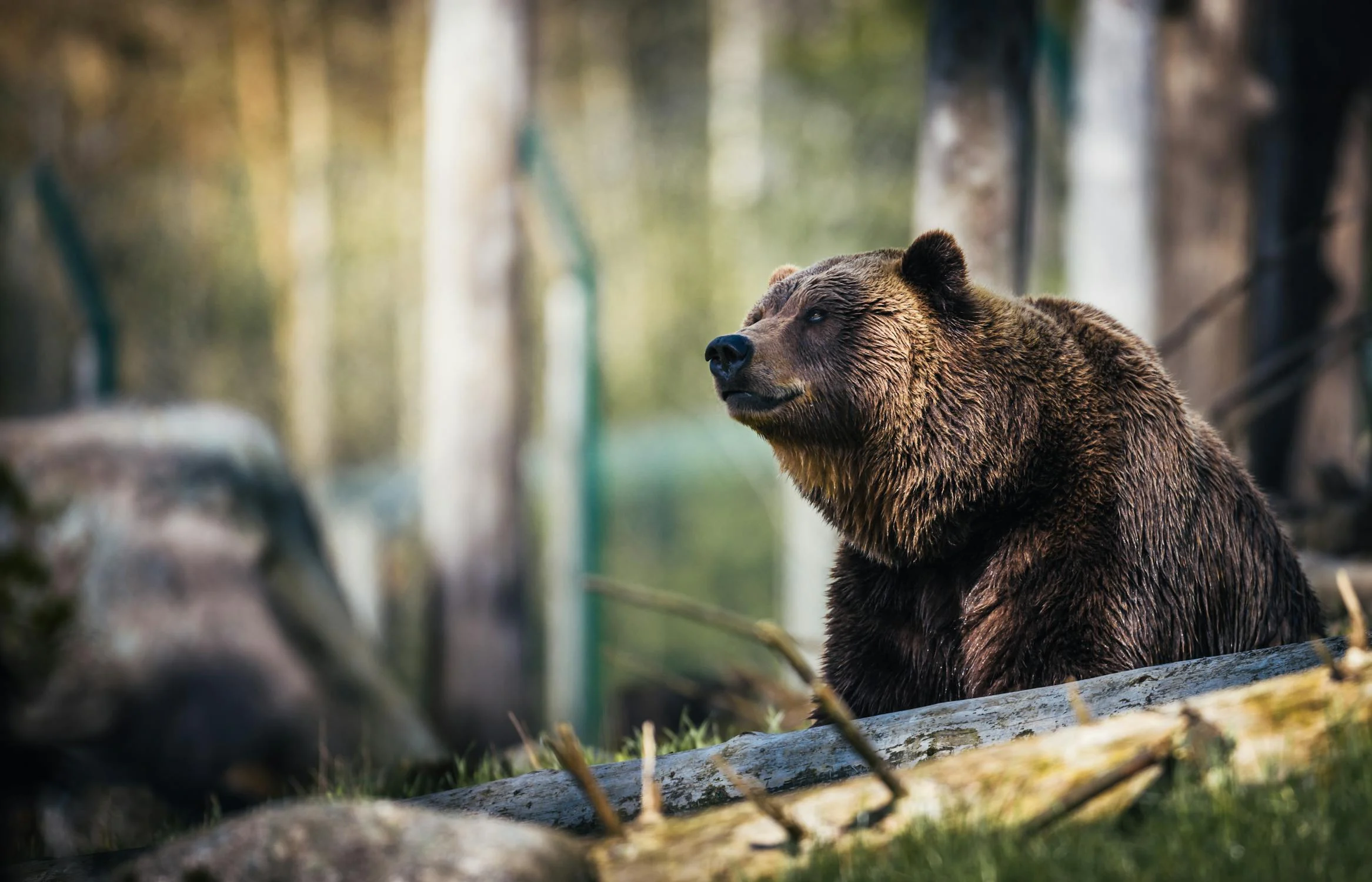 Spiritual Biblical Meaning of Bears in a Dream