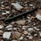 Spiritual Biblical Meaning of Centipedes in a Dream