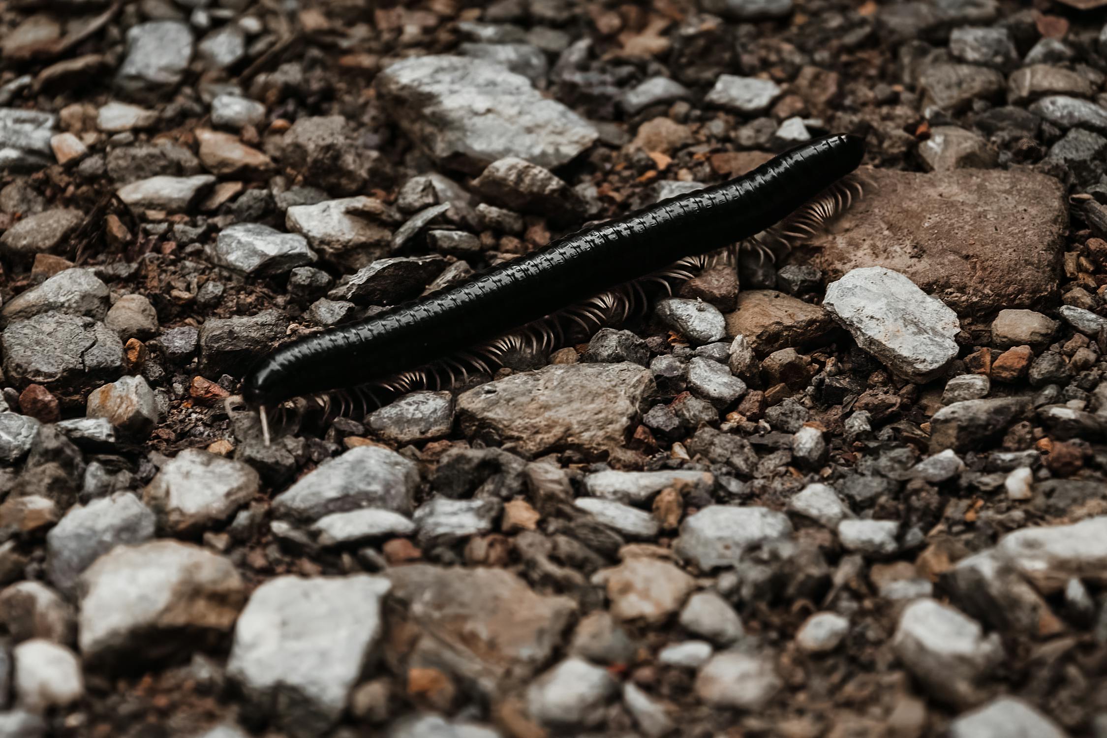 Spiritual Biblical Meaning of Centipedes in a Dream