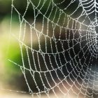 Spiritual Biblical Meaning of Spider Web in a Dream
