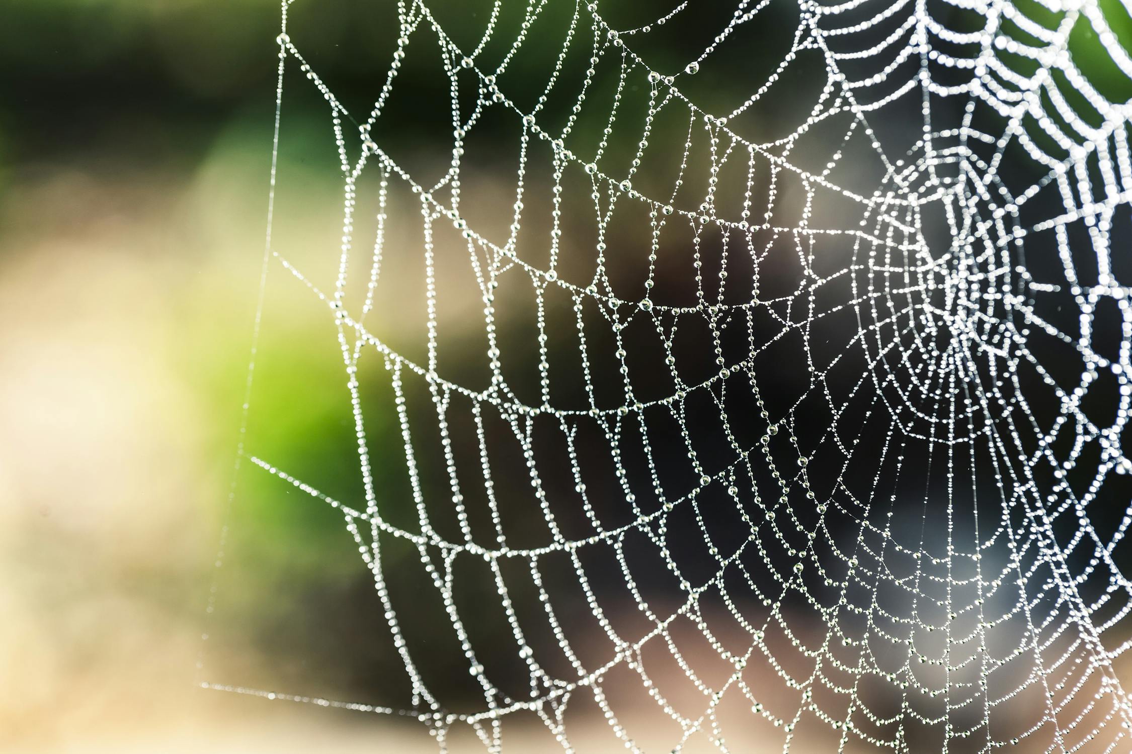 Spiritual Biblical Meaning of Spider Web in a Dream