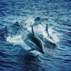 Spiritual Biblical Meaning of Dolphins in a Dream