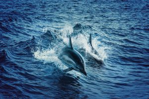 Spiritual Biblical Meaning of Dolphins in a Dream