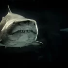 Spiritual Biblical Meaning of Sharks in a Dream