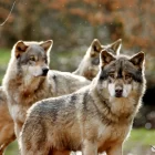 Spiritual Biblical Meaning of Wolves in a Dream