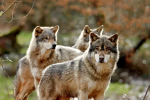 Spiritual Biblical Meaning of Wolves in a Dream