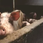 Spiritual Biblical Meaning of Pigs in a Dream