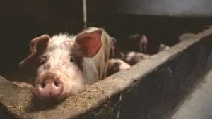 Spiritual Biblical Meaning of Pigs in a Dream
