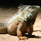 Spiritual Biblical Meaning of Iguana in a Dream