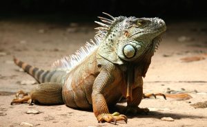 Spiritual Biblical Meaning of Iguana in a Dream