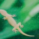 Spiritual Biblical Meaning of Lizards in a Dream