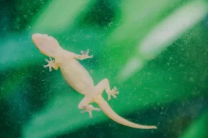Spiritual Biblical Meaning of Lizards in a Dream