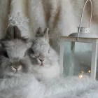 Spiritual Biblical Meaning of Rabbits in a Dream