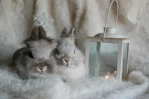 Spiritual Biblical Meaning of Rabbits in a Dream