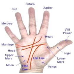 Five Lines on a Palm in Palmistry