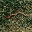 Spiritual Biblical Meaning of Earthworms in a Dream