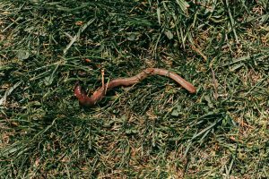 Spiritual Biblical Meaning of Earthworms in a Dream