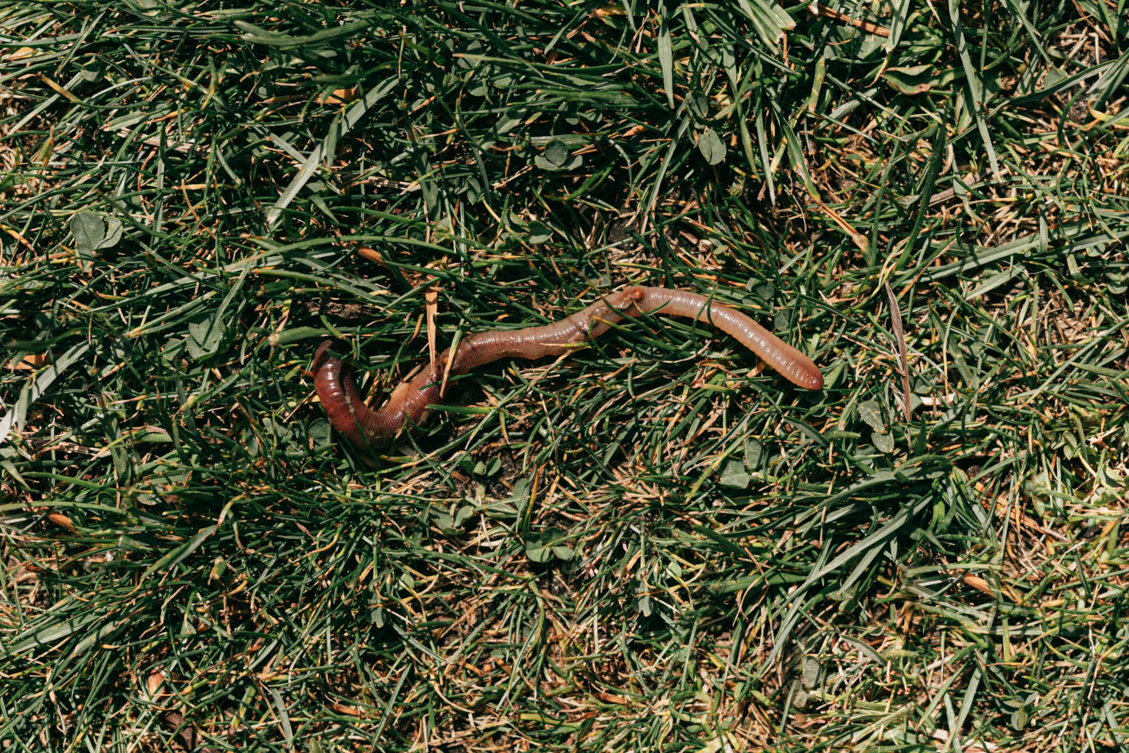 Spiritual Biblical Meaning of Earthworms in a Dream