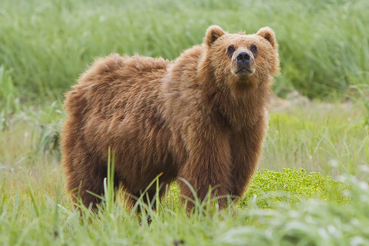 Spiritual Biblical Meaning of Bears in a Dream