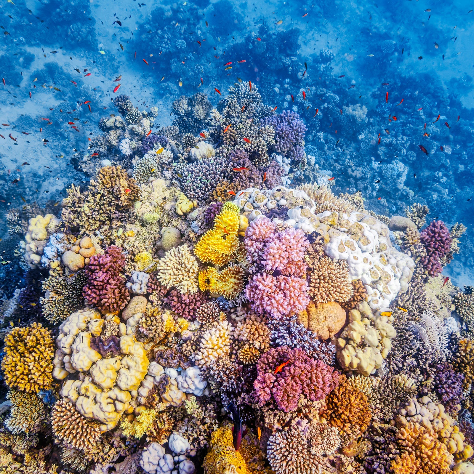 Spiritual Biblical Meaning of Coral in a Dream