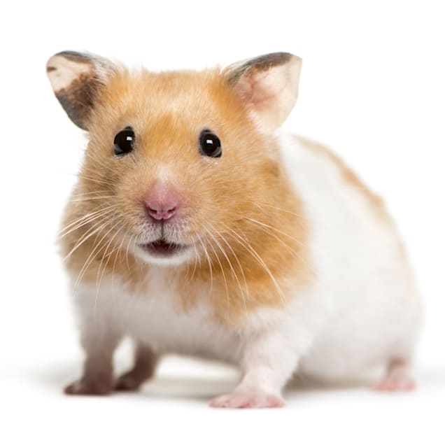 hamster-spirit-animal-symbolism-and-meaning-totem-and-omens