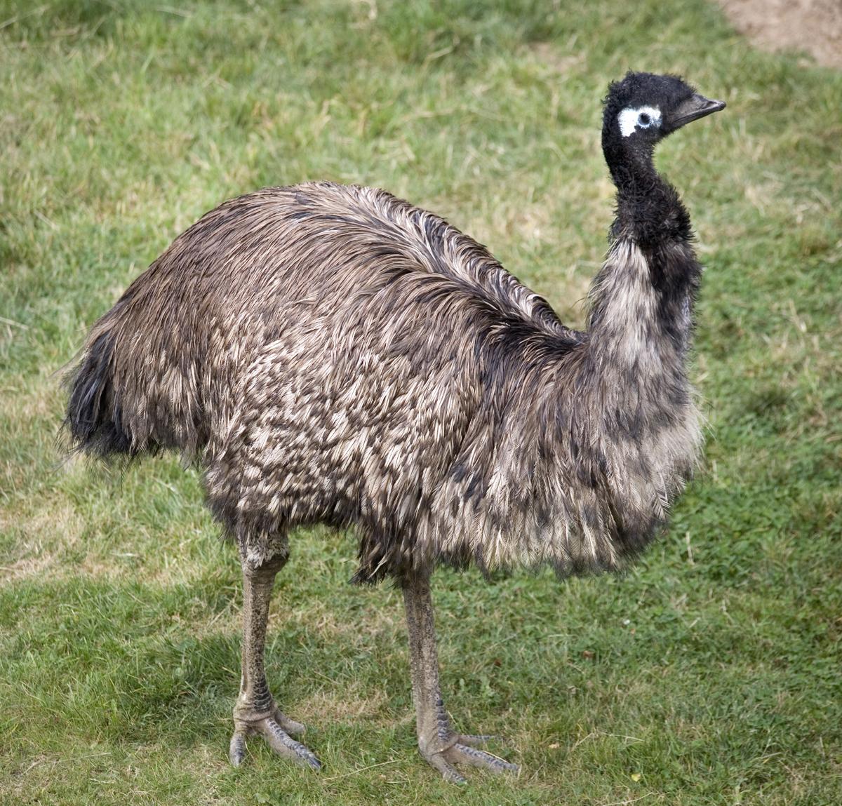 Ostrich and Emu Spirit Animal Symbolism and Meaning (Totem and Omens)