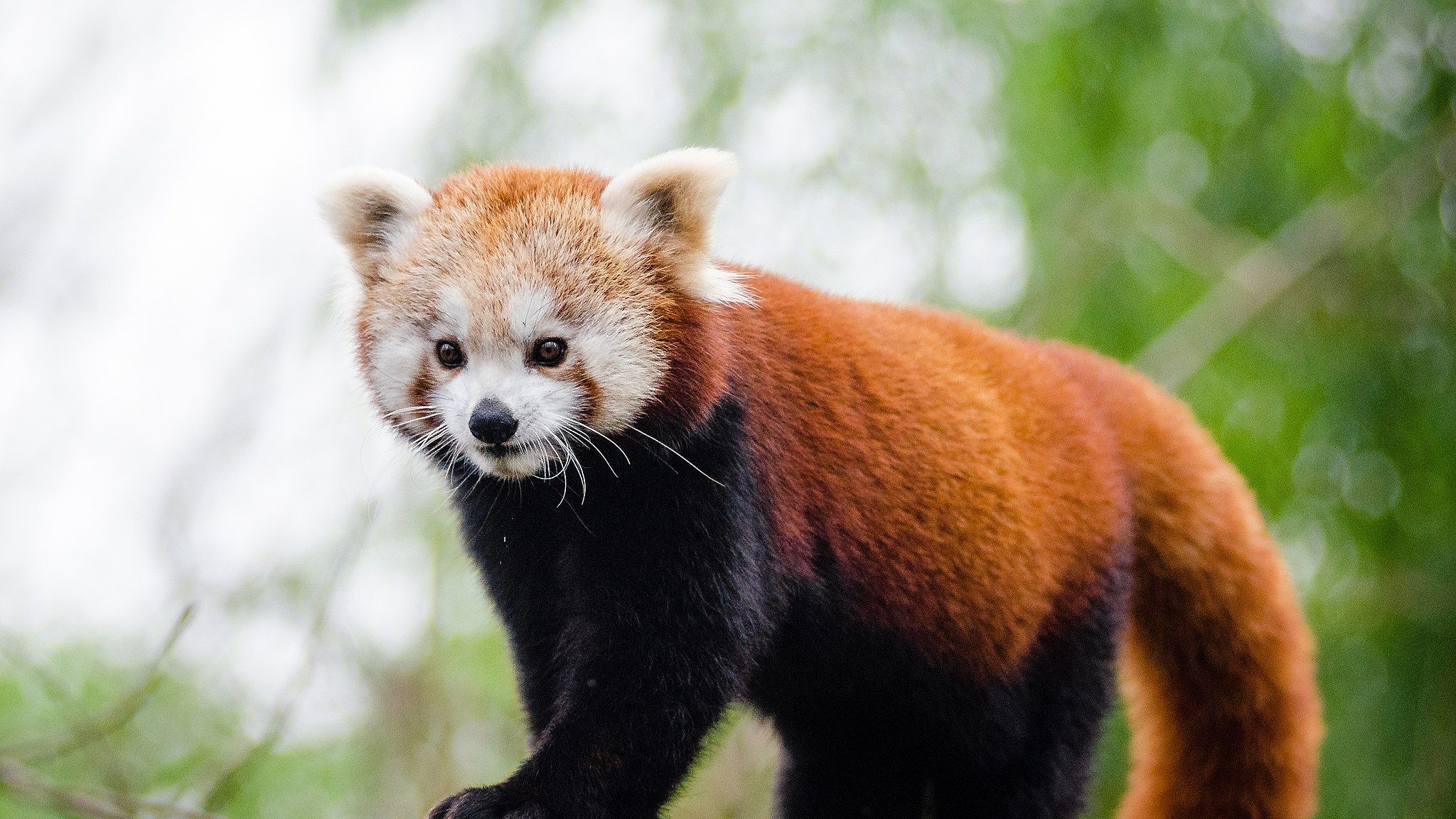 Red Panda Spirit Animal - Biblical Meaning and Spiritual Message - My  Today's Horoscope