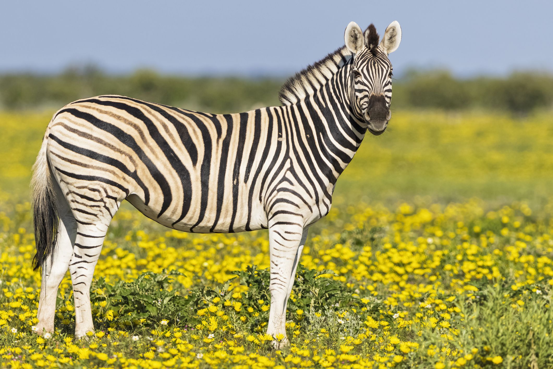 Zebra Spirit Animal Symbolism and Meaning (Totem and Omens)