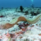 Spiritual Biblical Meaning of Eel in a Dream