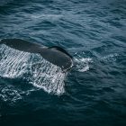 Spiritual Biblical Meaning of Whale in a Dream