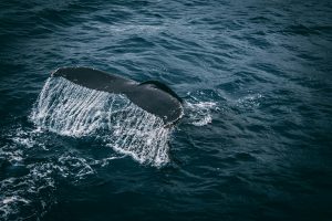 Spiritual Biblical Meaning of Whale in a Dream