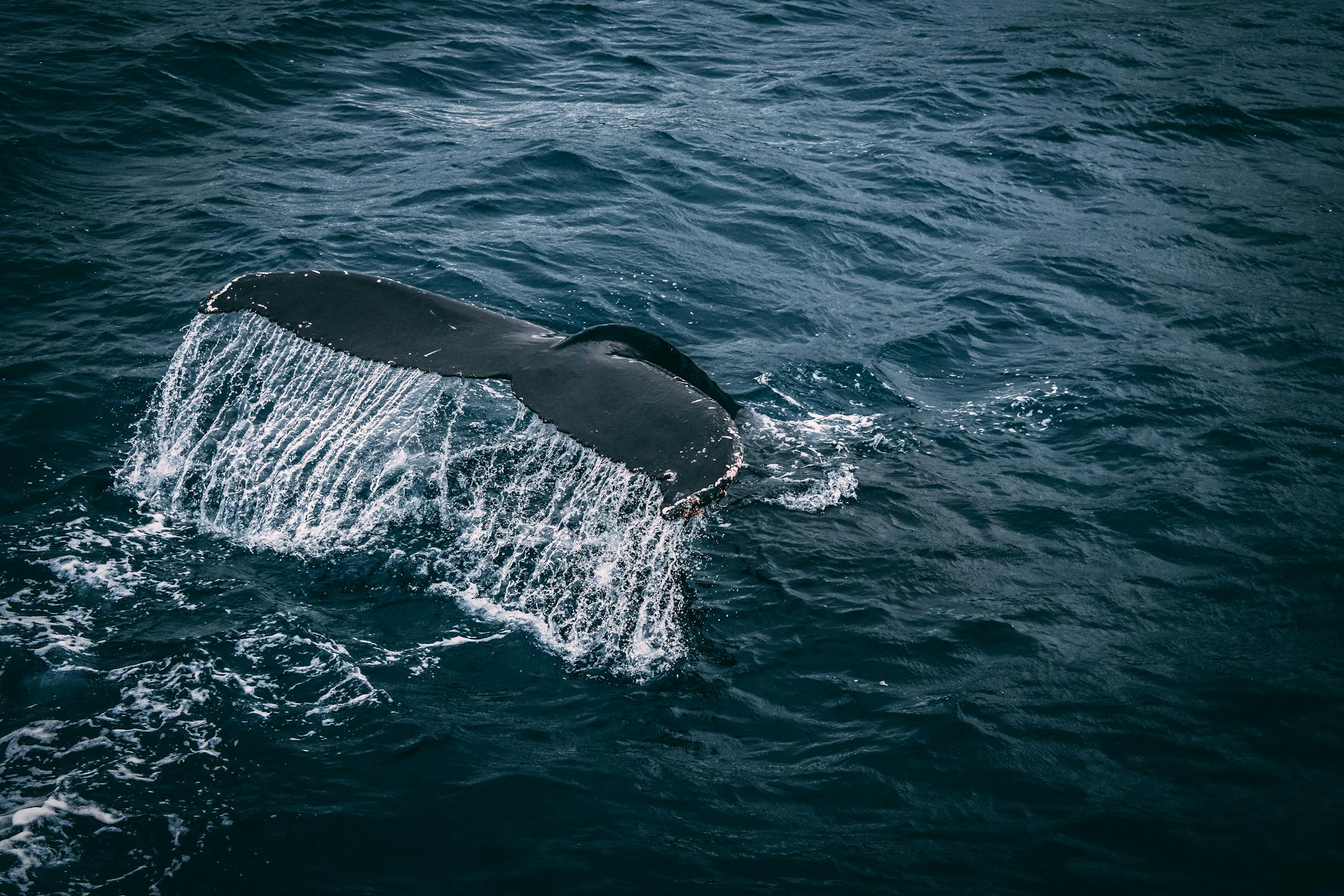 Spiritual Biblical Meaning of Whale in a Dream