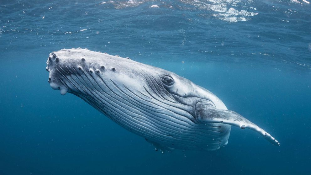 Spiritual Biblical Meaning of Whale in a Dream in Christianity