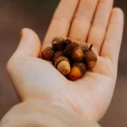 Spiritual Biblical Meaning of Acorns in a Dream
