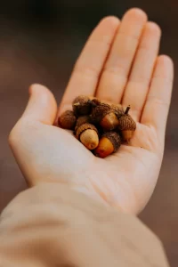 Spiritual Biblical Meaning of Acorns in a Dream