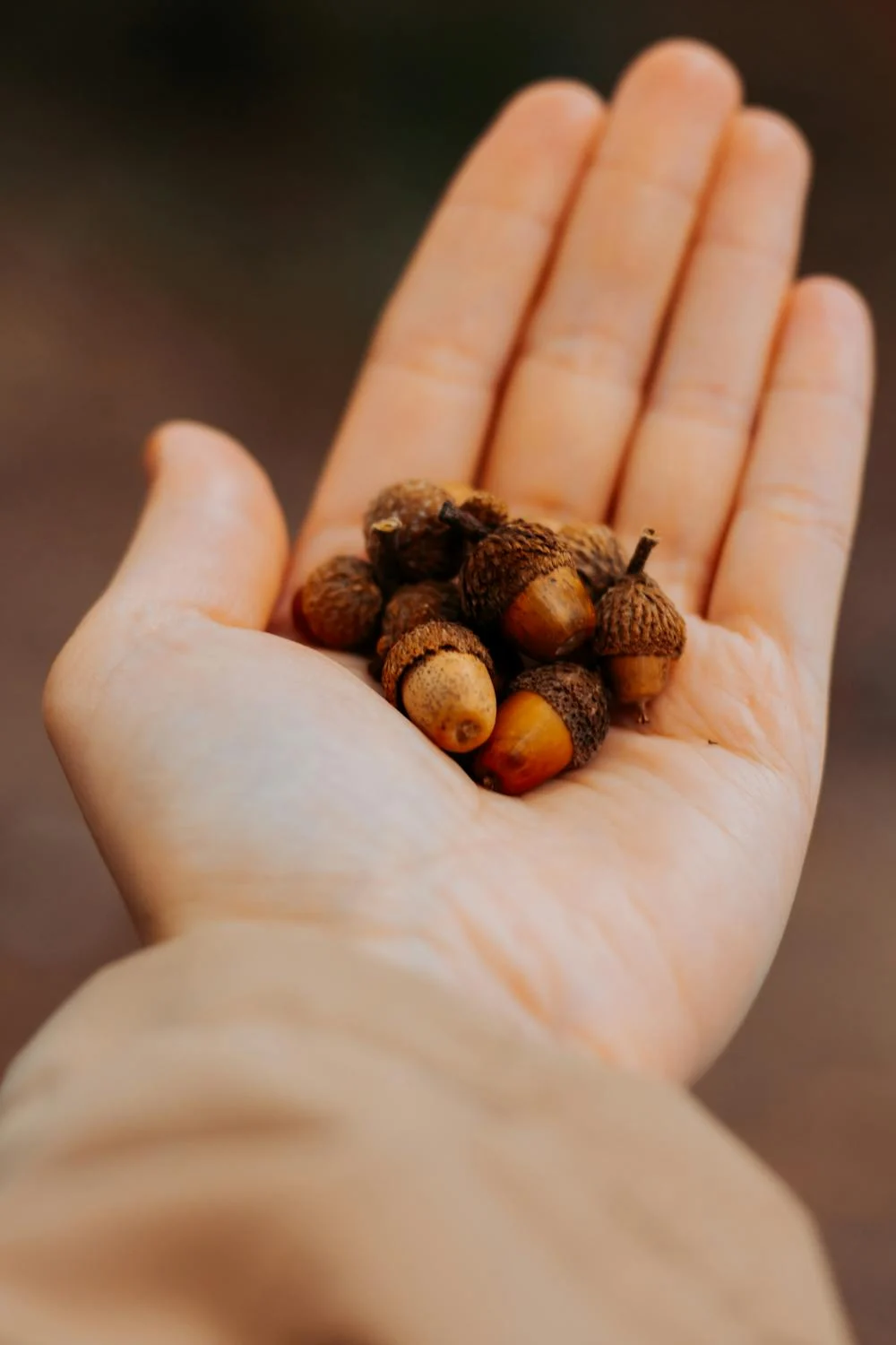 Spiritual Biblical Meaning of Acorns in a Dream