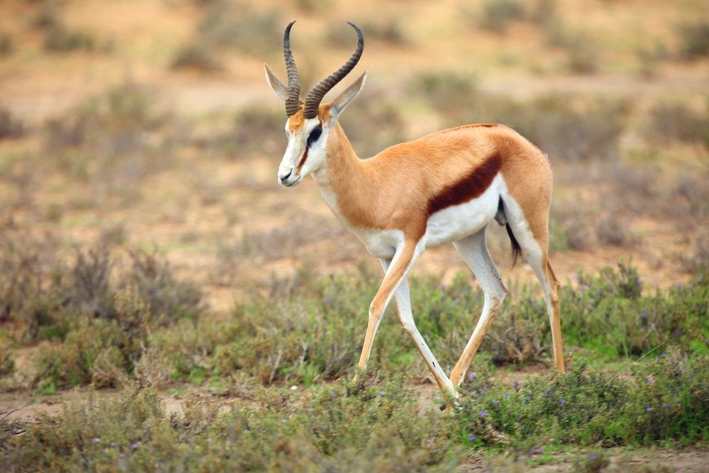 Spiritual Biblical Meaning of Antelope in a Dream