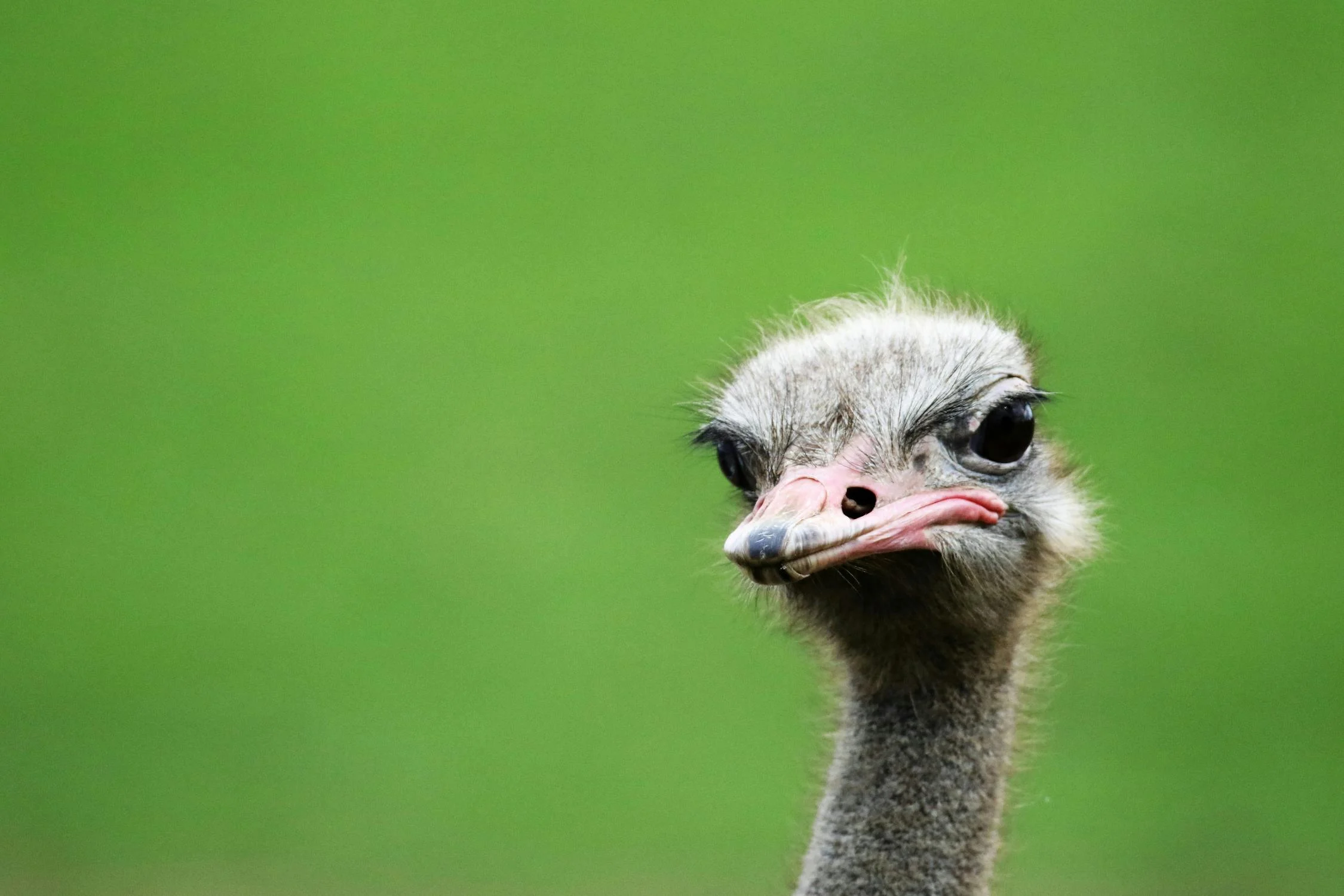 Spiritual Biblical Meaning of Ostrich in a Dream